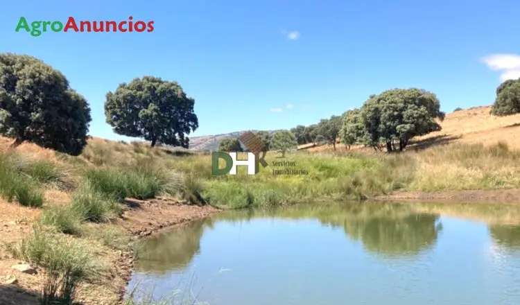 Venta  de Finca de caza mayor en Ciudad Real