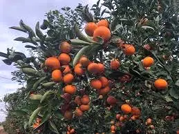 Venta  de Finca de mandarina tango en Valencia