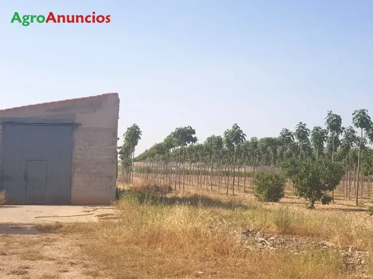 Venta  de Finca de almendros en Murcia