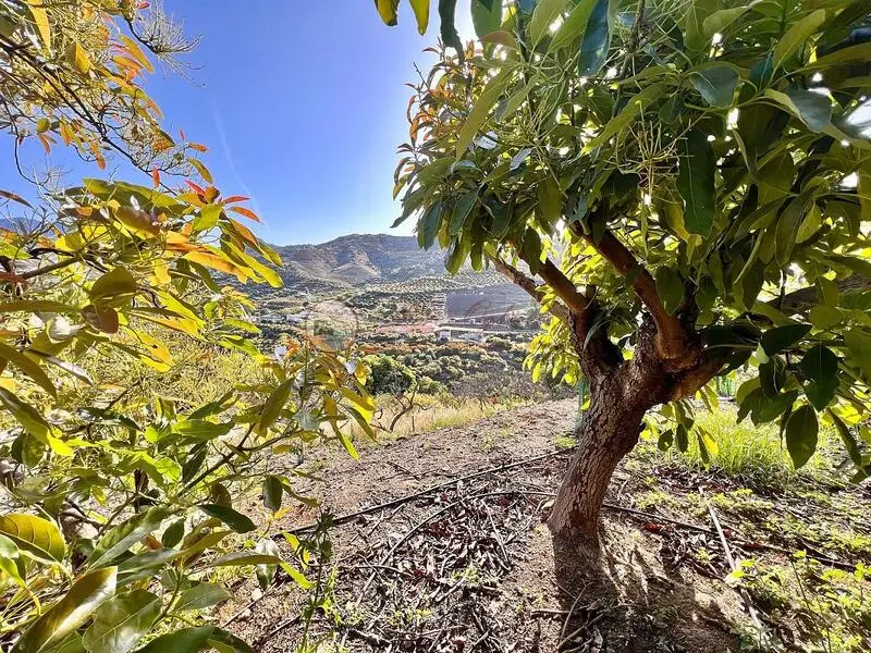 Terreno con Mangos en Venta - Pago Alcahuete Torrox