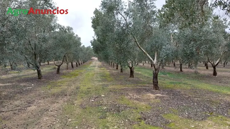 Venta  de Finca de olivos empeltre con riego por goteo en Zaragoza