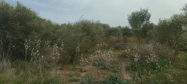 Parcela Rustica No Edificable Felanitx Cultivo
