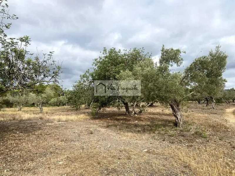 Finca Rustica en El Perello Tarragona 31922m2