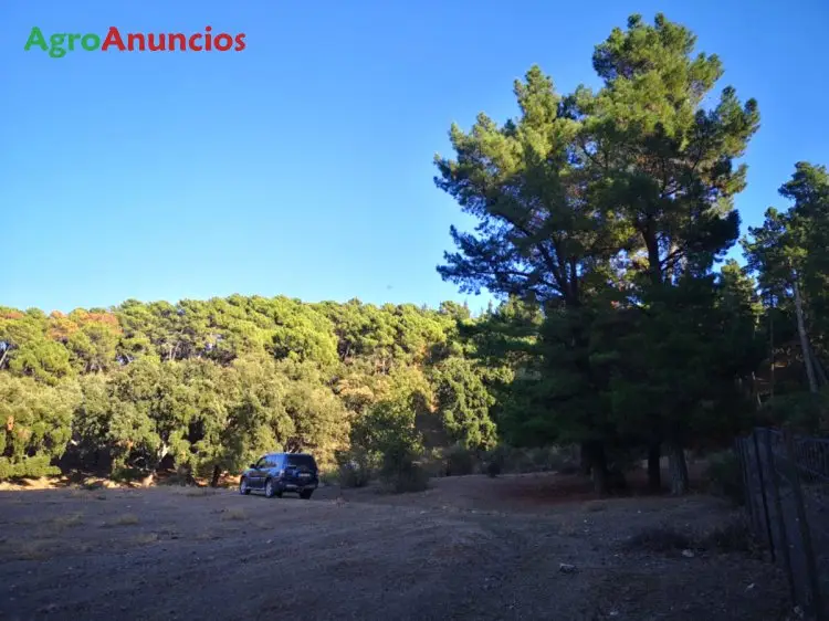 Venta  de Finca de monte en Málaga