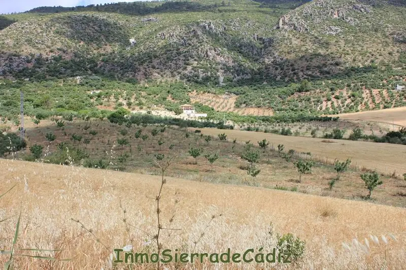 Venta Finca Pistachos Algodonales Sierra Cadiz