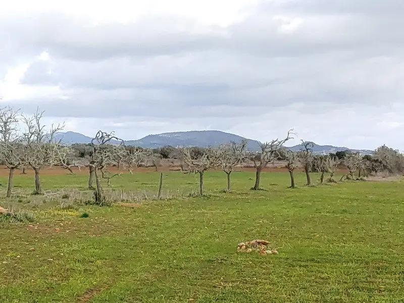 Venta Suelo Ses Salines Ref 56404975