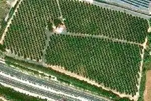 Venta  de Finca de naranjos en Huelva