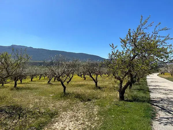 Venta Parcelas Rusticas Almendros Olivos Dilar 665ha