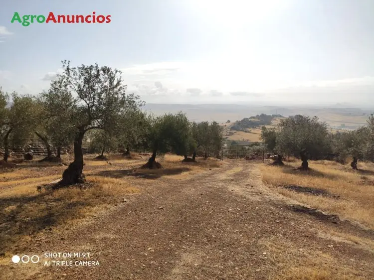 Venta  de Finca de olivar con merendero en Córdoba