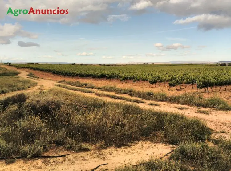 Venta  de Finca de viñas de regadio en La Rioja