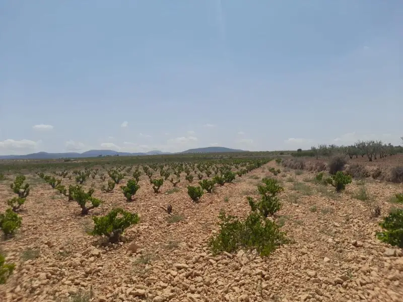 Parcela en Pinoso con Vistas a Viñedos y Certificado de Construccion