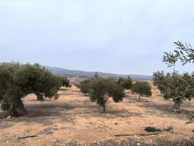 Parcela Agricola en Venta cerca de Villena