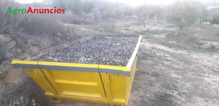 Venta  de Finca de olivos con riego por goteo en Albacete