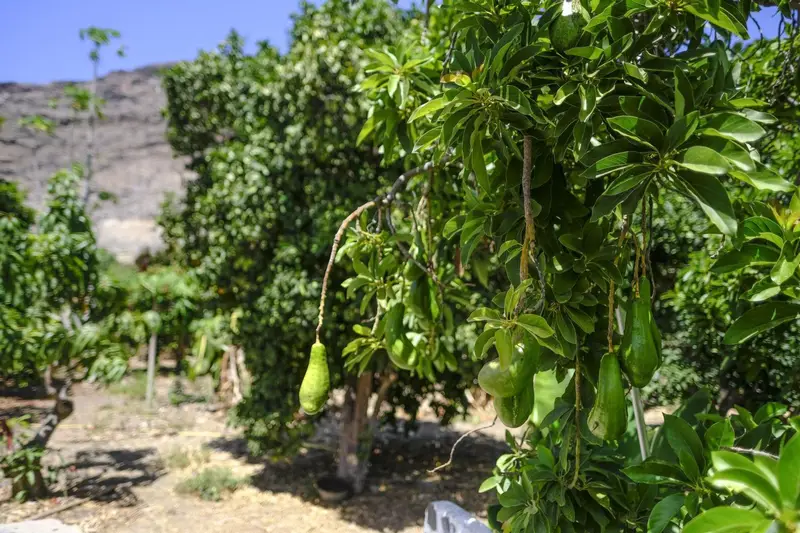Venta Finca Aguacates Hass Guadiaro 847 hectareas Alta Produccion