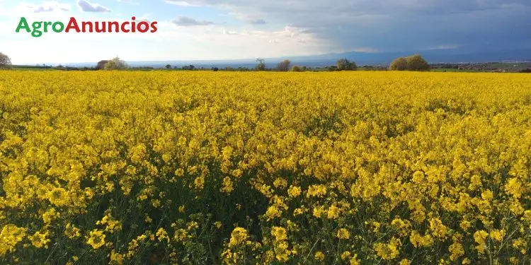 Finca Regadío Lleida: Tierra de Calidad Canal Urgell