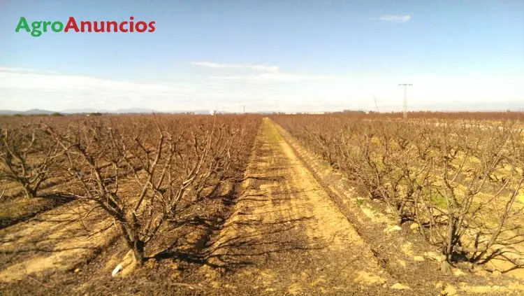 Venta  de Finca de ciruelos y perales en Badajoz