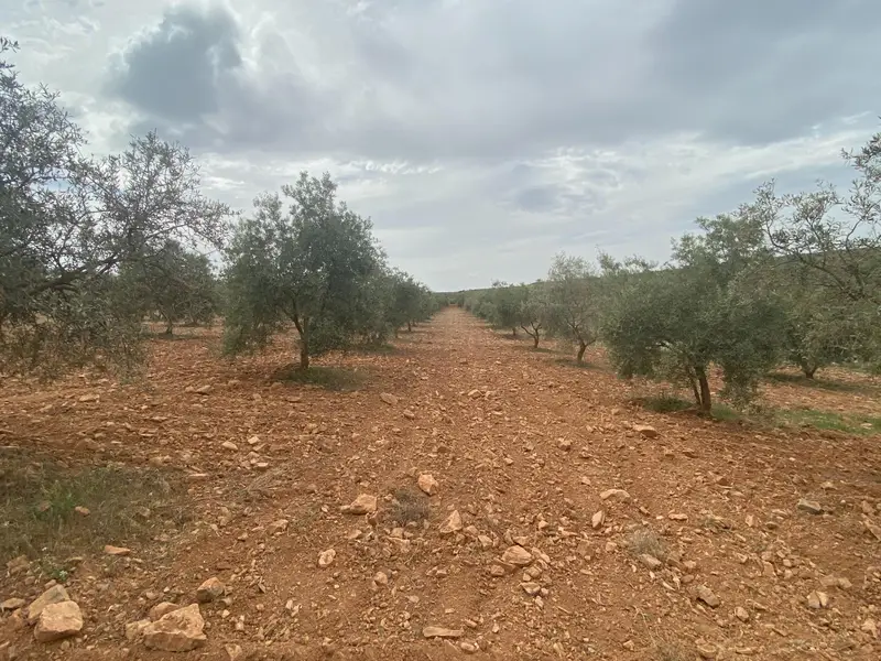 Venta Finca con Vistas Sierra Nevada Padul