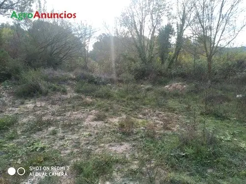 Venta  de Finca de viñedo emparrado macabeo en Barcelona