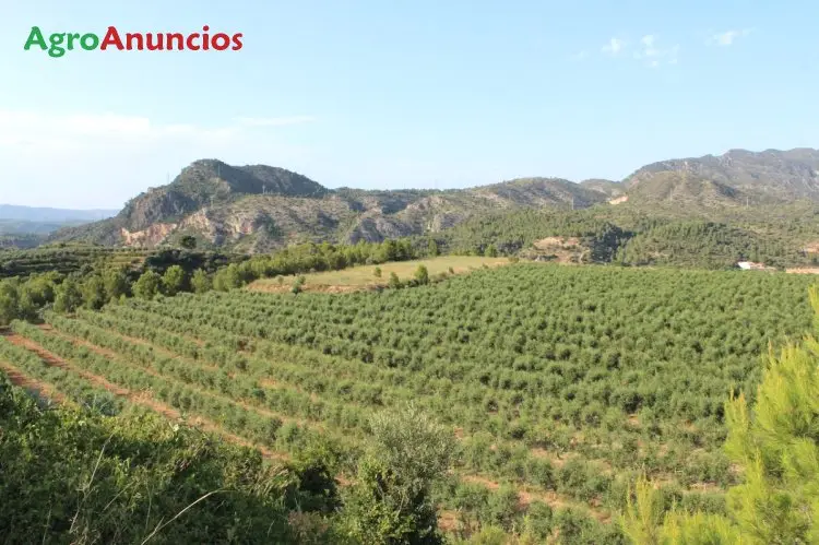 Venta  de Finca de olivos con riego por goteo en Tarragona