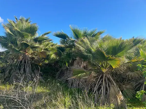 Parcelas con Palmera en Cártama Málaga