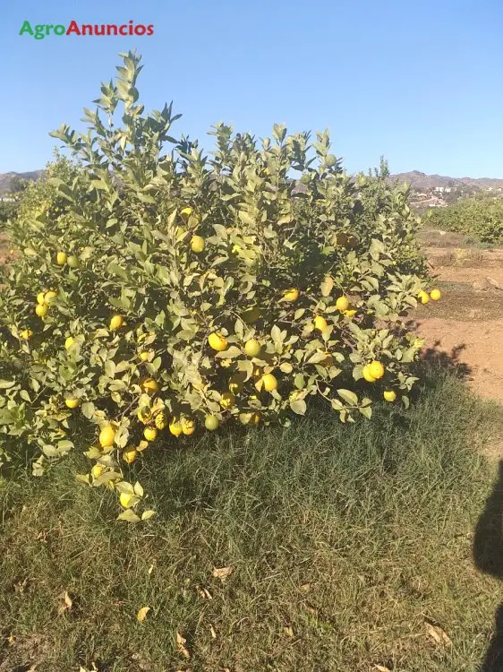 Venta  de Finca de limones finos en Málaga