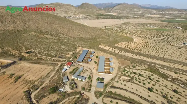 Venta  de Finca de engorde de toros en Murcia