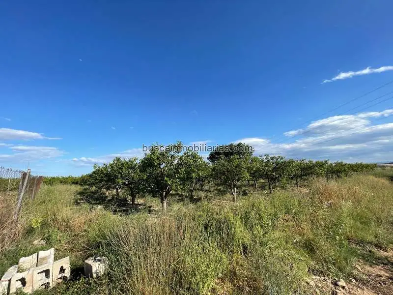 Parcela Rustica en Venta Benimodo 2600m2 Caquis