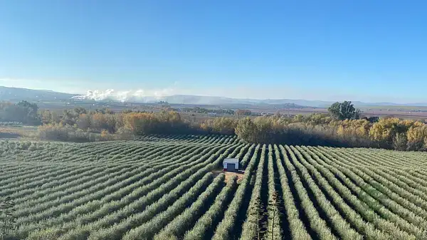 Finca de Olivar en Montoro Cordoba 30 Hectareas