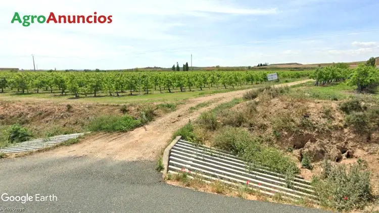 Venta  de Finca de viñedo de regadío en La Rioja