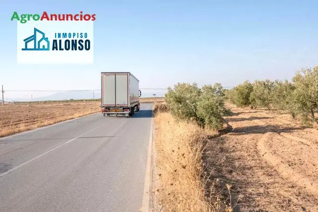 Venta  de Fincas de olivos con nave en Granada