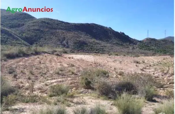 Venta  de Finca de almendros y labor secano en Almería