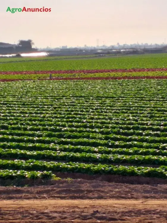 Alquiler Finca Regadío Albacete Cultivo Hortalizas