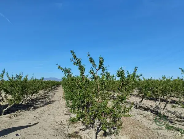 Terreno Agricola con Nectarinas en Totana Murcia