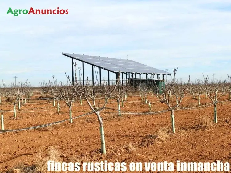 Venta  de Finca de higueras calabacita con riego por goteo en Albacete