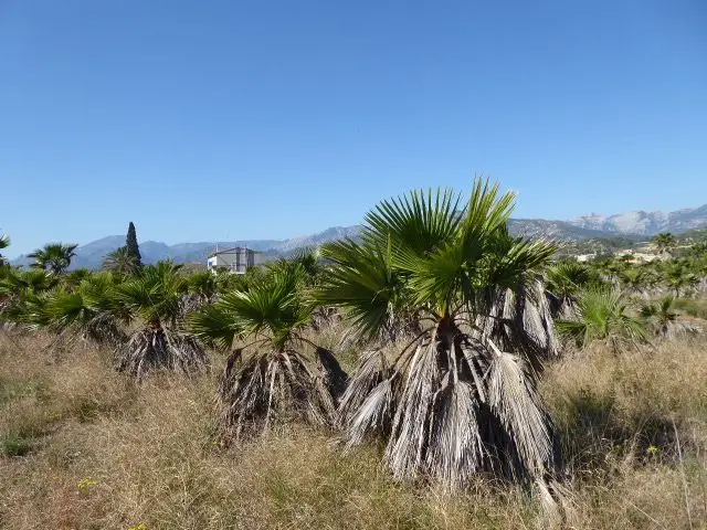 Venta Finca Rustica en Xerta con Vistas al Rio Ebro