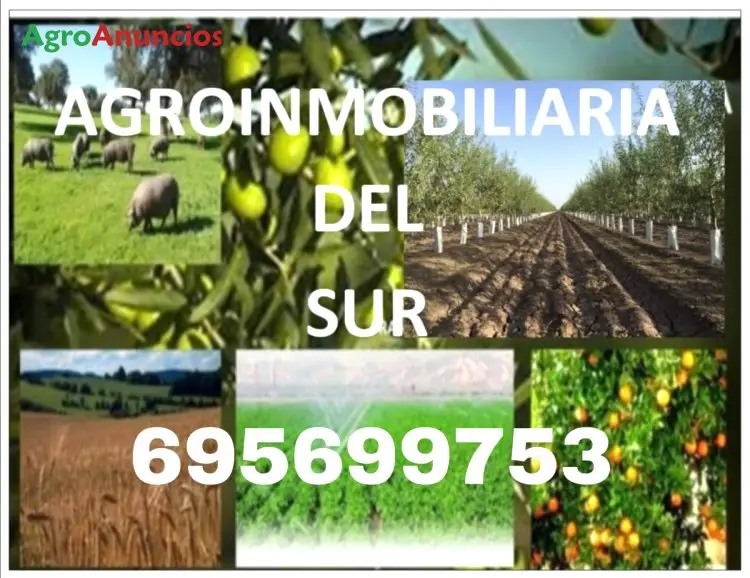 Venta  de Finca de olivos en Sevilla