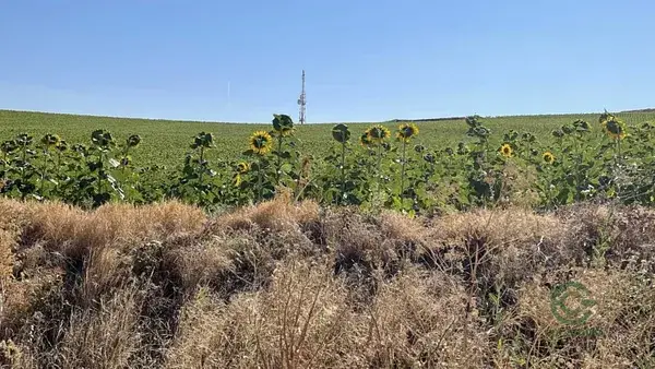 Burgos, BURGOS, 1.9915ha