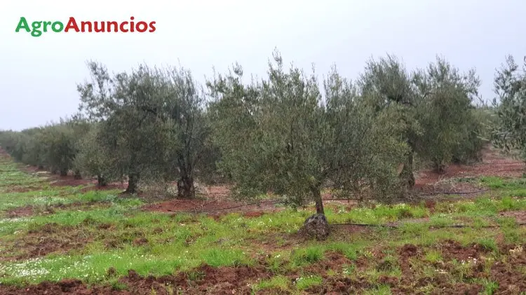 Venta Finca Olivar Intensivo Manzanilla Fina Badajoz