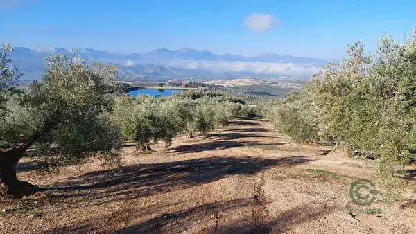 Finca Olivar 17ha Jaen Quesada 203 Plantas Riego Subvencion