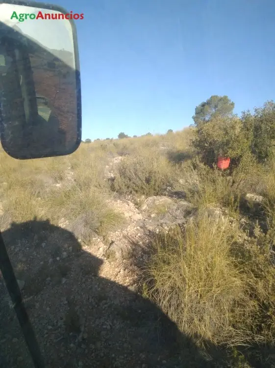 Venta  de Finca de almendros en Albacete