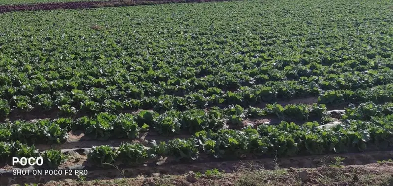 Venta Terreno Agricola Regadío Lorca 99580m2