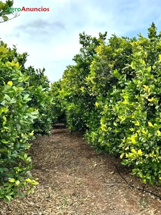 Venta  de Finca rústica de cítricos y algarrobos de regadío en Tarragona