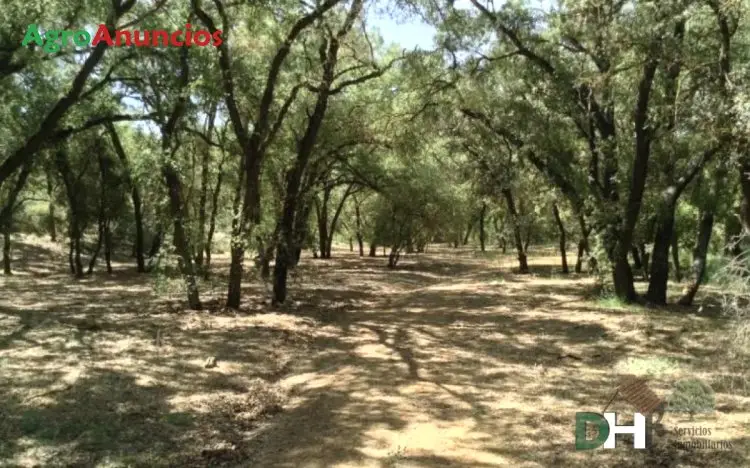 Venta  de Finca de caza mayor, ganadera y recreo en Ciudad Real