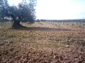 Venta  de Finca de olivar. en Madrid