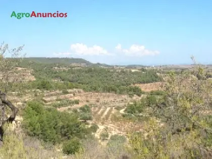 Venta  de Terreno de almendros, matorral y bosque en Tarragona