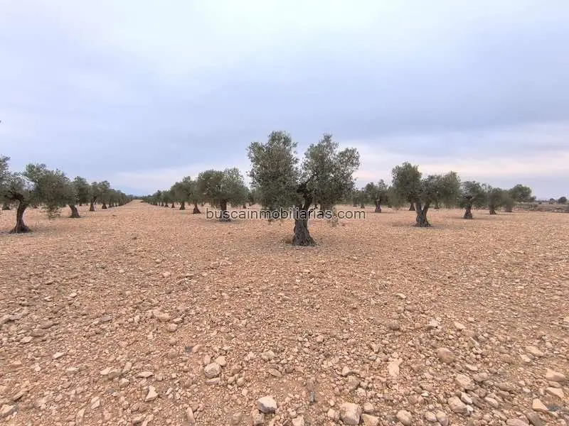 Parcela Rustica con Huerto de Olivos en Yecla