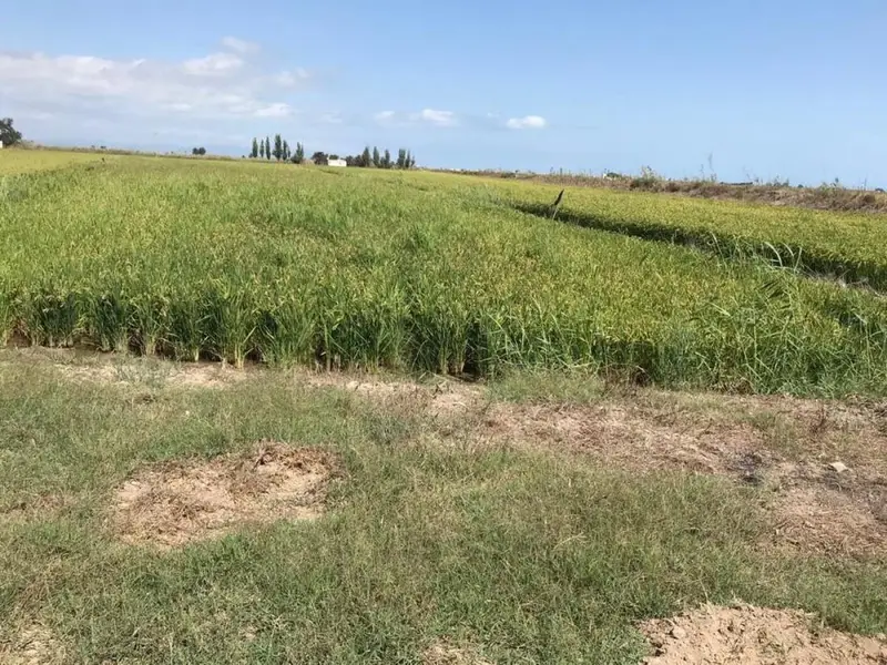 Terreno Rustico Amposta 55 Jornales 9855m2