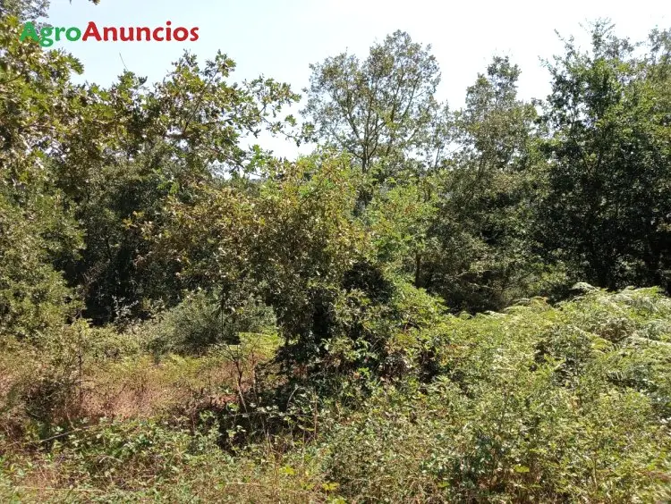 Venta  de Finca rústica en Ourense