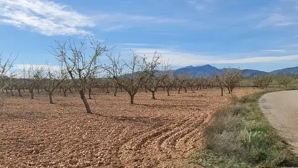 Terreno 27528m2 cerca Pinoso  Ideal Desarrollo