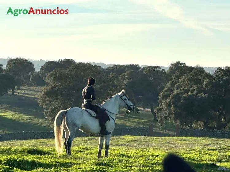 Venta  de Finca ganadera en Cáceres